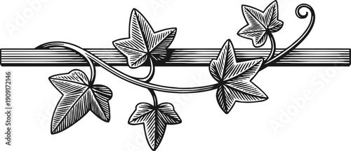 Vintage ivy vine with leaves and tendrils entwined around horizontal wooden branch
