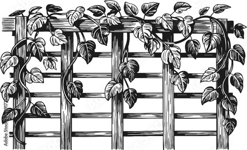 Wooden garden trellis with climbing ivy vines and leaves, floral plant support structure