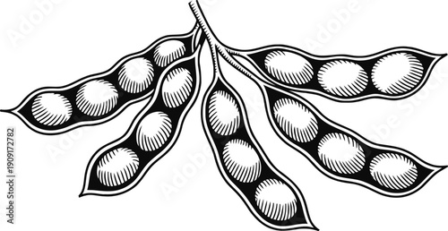Black and white soybean pods with seeds vector illustration, organic healthy plant food drawing