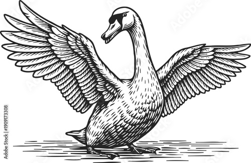 Black and white swan with wings spread wide, detailed vintage illustration of waterfowl in nature