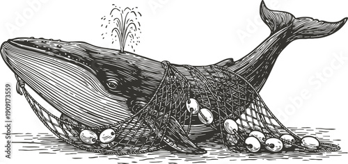 Entangled whale trapped in fishing net underwater, ocean conservation and marine life protection concept