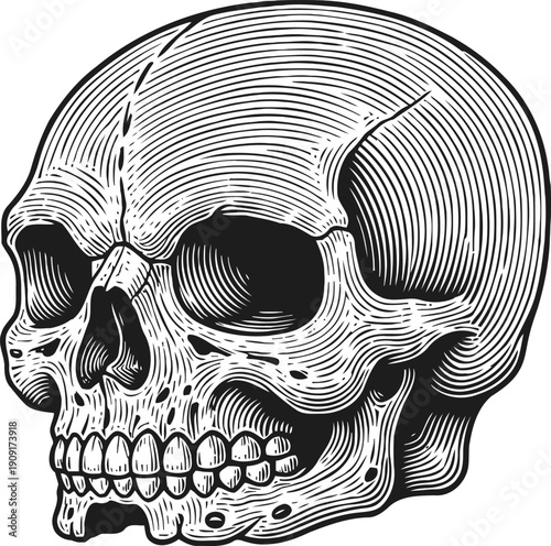 Intricate human skull engraving with detailed contour lines and shading in black and white