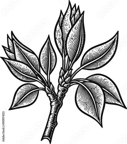 Botanical illustration of a plant branch with leaves and flower buds in detailed black ink