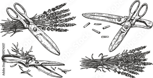 Vintage garden scissors cutting and holding lavender bundle in detailed sketch set