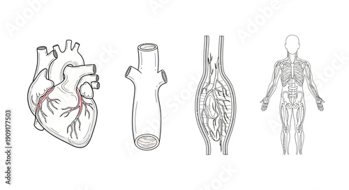 Human Circulatory System Anatomy: Heart, Veins, Arteries, and Full Body Diagram
