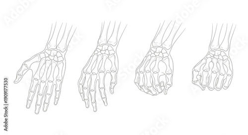 Human Hand Skeleton Anatomy Study: Open Palm to Closed Fist