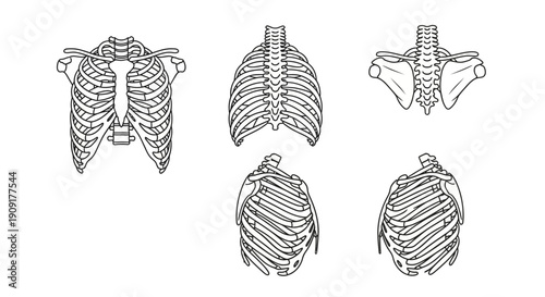 Human Rib Cage Anatomy Illustration - Multiple Views