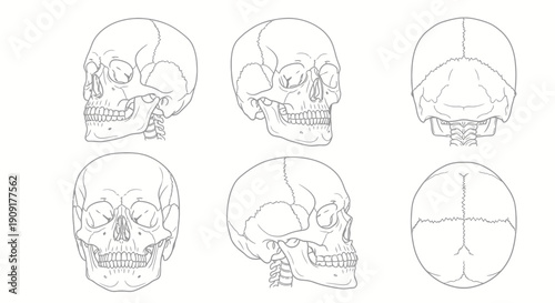Human Skull Anatomy Study: Multiple Views - Front, Side, Back, Top