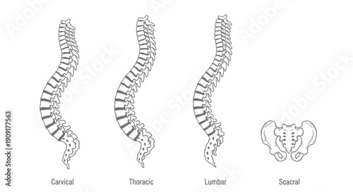 Human Spine Anatomy: Cervical, Thoracic, Lumbar, and Sacral Sections with Pelvis
