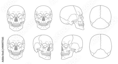 Human Skull Anatomy Study: Multiple Views - Front, Side, Top