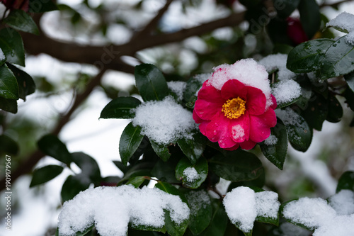 Close-up of a Japanese camellia covered with snow.