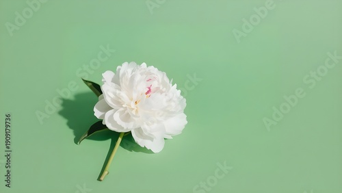 Beautiful white peony flower on green pastel background