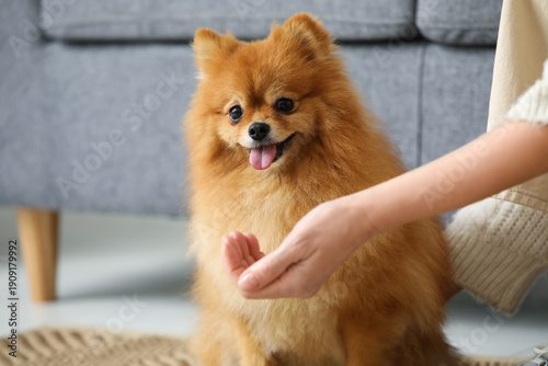 Woman feeding cute Pomerani...