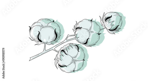 Detailed hand drawn cotton branch with fluffy bolls and soft green shadows on white background for textile brand.