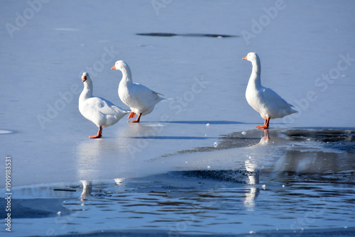 Foto trois oies blanches sur un lac gelé, france