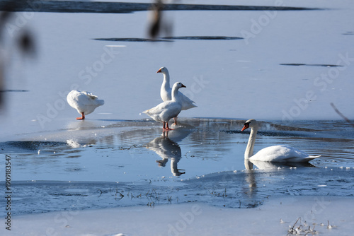 Fotografi Cygne blanc et oies sur un lac gelé, france
