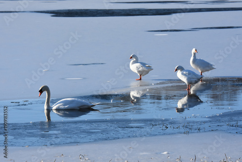 Fotografia Un cygne et 3 oies sur un lac gelé, france