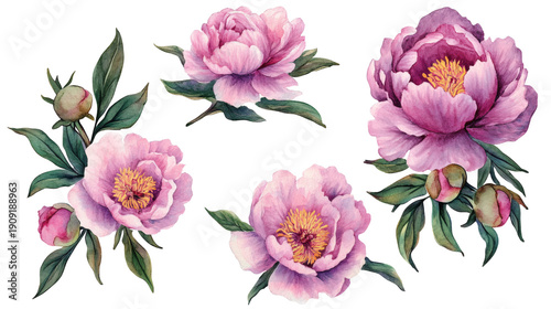 Watercolor pink peony flowers and green leaves isolated on transparent background, arranged as cutout botanical elements.