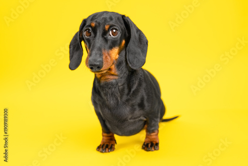 Billede på lærred Dachshund on yellow background standing alert
