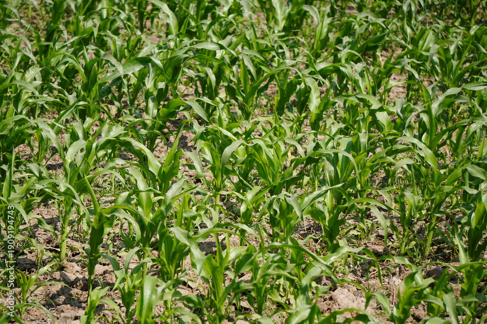 Obraz premium Young Cornfield with Green Plants