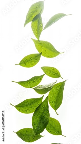 Floating green leaves cascade in gentle motion with water droplet on wet leaf creating fresh nature texture and calm organic mood