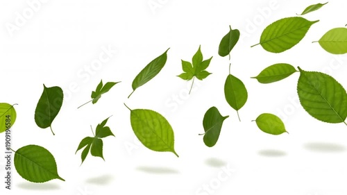 Floating green leaves drift across bright white background creating fresh natural foliage and leaf motion with airy calm nature and growth