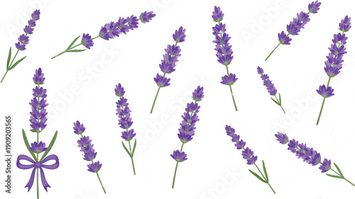 Lavender flower vector illustration set with purple floral sprigs and botanical elements in hand drawn style isolated on white background