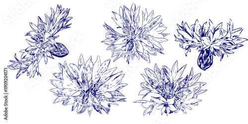 Floral outline set with blue cornflower flowers. Monochrome seasonal botanical contour stickers for design herbal tea, natural cosmetic, medicine, branding and home decor.