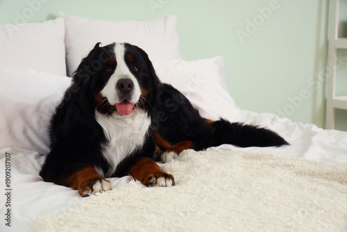 Cute Bernese mountain dog l...