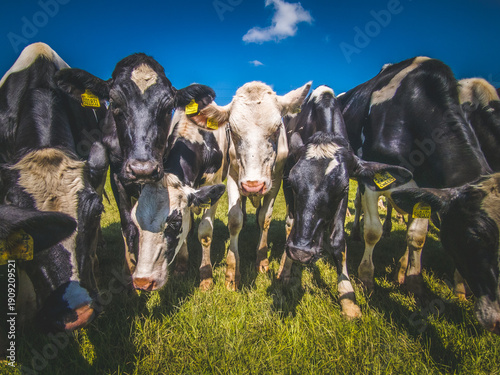 фотографія A herd of cows approach and surround the photographer in a field below a bright blue sky