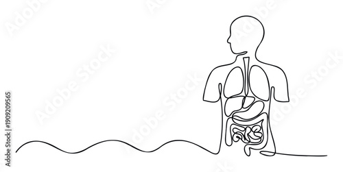 Human body anatomy diagram showcasing major internal organs including lungs stomach and intestines rendered with a continuous single line drawing style perfect for medical education and