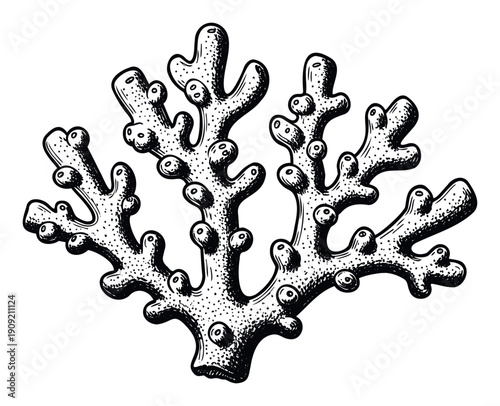 Detailed black and white hand drawn coral or marine organism illustration perfect for naturethemed graphic projects, educational materials, and ocean life branding and print publications.