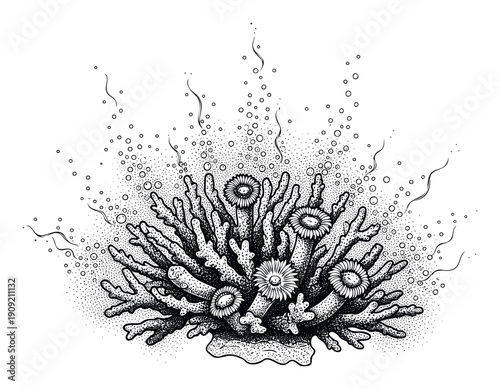 Detailed black and white ink drawing of vibrant coral with anemones and bubbles, ideal for marine biology education, ocean conservation projects, or underwater themed graphic designs