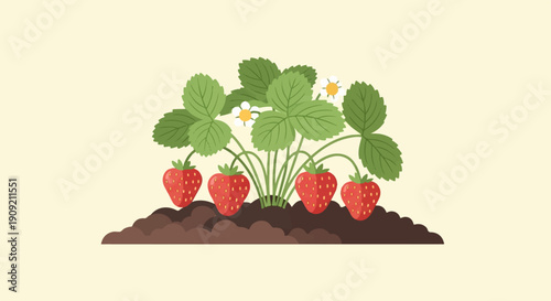 A cluster of ripe strawberries growing on a plant in the soil