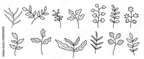 doodle illustration of branches leaves in different plant