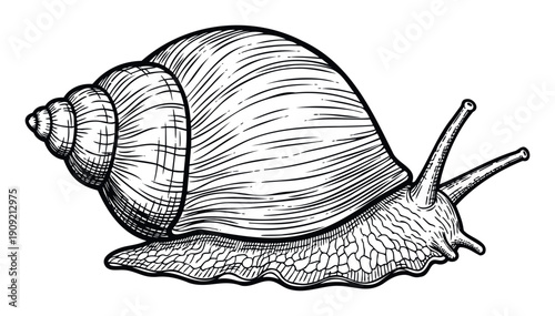 A black and white line drawing of a land snail with a spiraled shell and tentacles, suitable for biology educational materials, nature themed publications, or animal related product