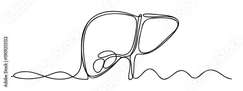 Minimalist continuous line drawing of a human liver organ, symbolizing vital health and anatomical structure for medical education and healthcare communications.