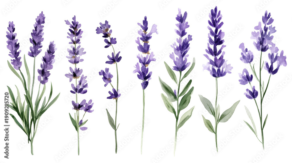 Obraz premium Watercolor lavender stems in varying arrangements against white background, delicate purple blooms and green leaves, botanical illustration set