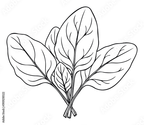 Fresh organic spinach leaves depicted in simple black line work, perfect for healthy food recipes, diet, nutrition, or cookingrelated graphic projects