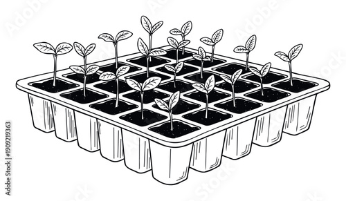 Black and white drawing of many young plant seedlings sprouting in a segmented propagation tray, ideal for gardening enthusiasts and agricultural learning content.