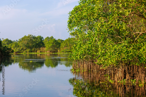 Mangrove Wetland Landscape in Kalametiya Reserve, Sri Lanka