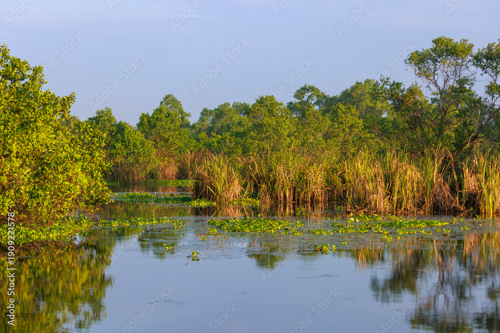 Fototapeta premium Mangrove Wetland Landscape in Kalametiya Reserve, Sri Lanka