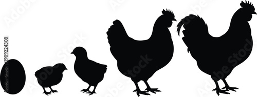 Silhouette illustration of chicken life cycle progression showing egg, chick, hen, and rooster stages for biology, farming, education, agriculture, and artistic design