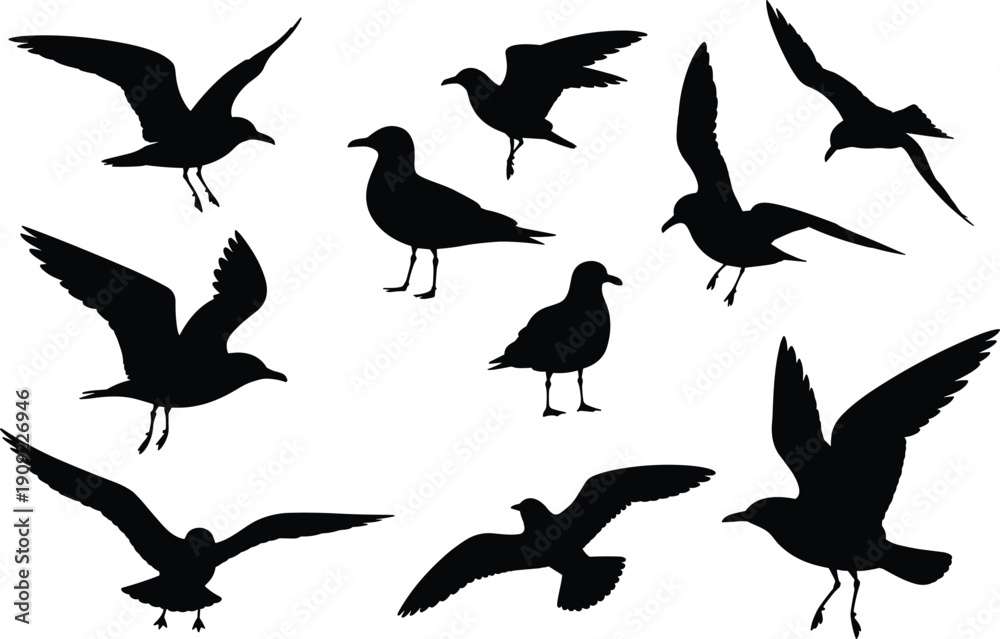 Fototapeta premium Black seagull silhouette collection featuring gull bird icons in flight soaring and standing poses for coastal nature designs beach wildlife and nautical vector illustrations