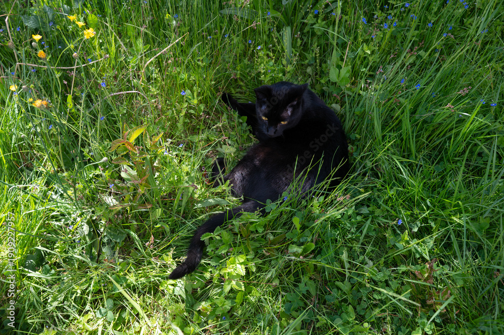 Obraz premium Black cat lies in a green meadow