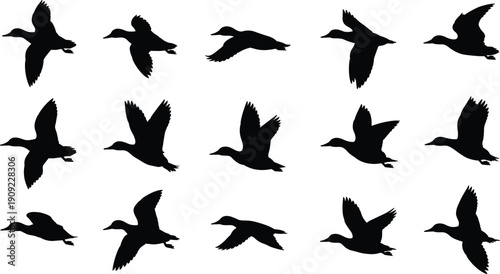 Flying duck silhouettes collection, bird flight poses, wildlife vector set, black duck shapes isolated on white background