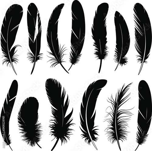 Black silhouette vector set of various bird feathers and plumes in different shapes and sizes isolated on white background for soft organic graphic design