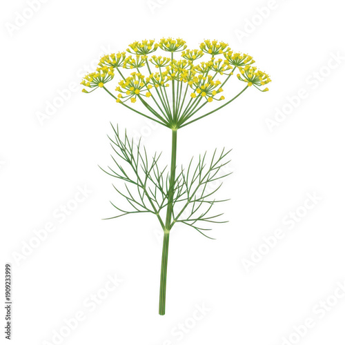 A watercolor painting of a single fennel plant with yellow flowers on a white background.