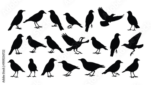A diverse group of black birds in various poses and positions isolated on white background, Vector