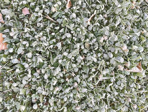 Close up of frosted clover leaves and tiny white flowers covered in delicate hoar frost on a cold winter morning. Crisp, natural winter macro photography. for seasonal designs